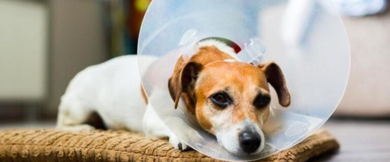 perro acostado utilizando el cono de la vergüenza