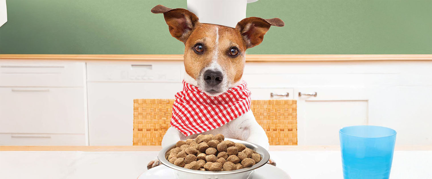 perro comiendo en un plato con babero