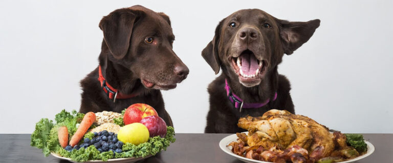 dos perros con unos super platos de comida