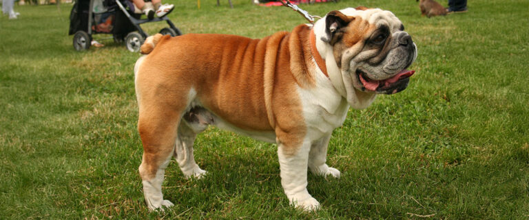perro bulldog café con blanco
