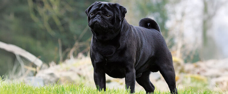 perro pug, negro
