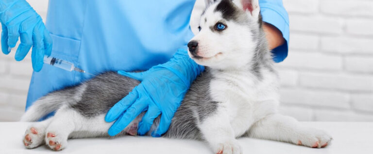 perro siberiano cachorro, en el veterinario