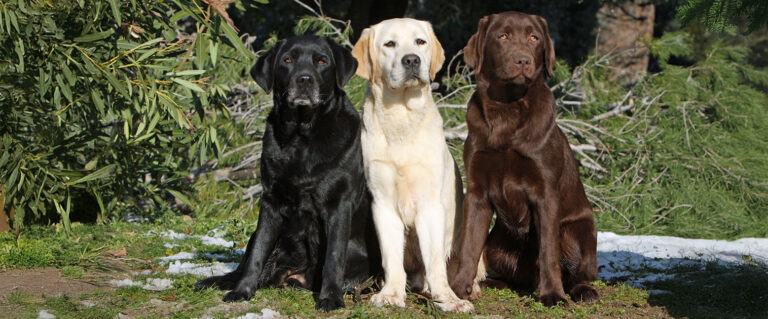 tres perros labradores sentados en el bosque