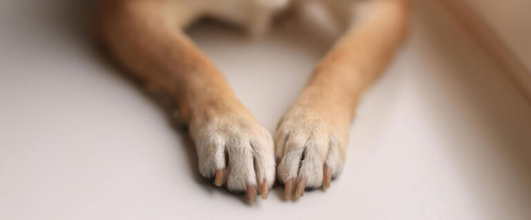patas de un perro con uñas bien cortadas