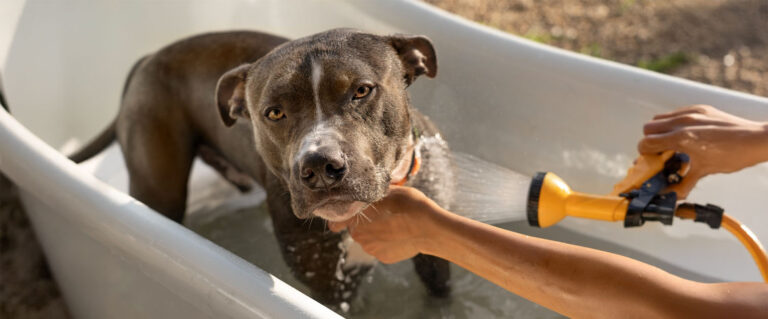 perro bañándose en una bañera