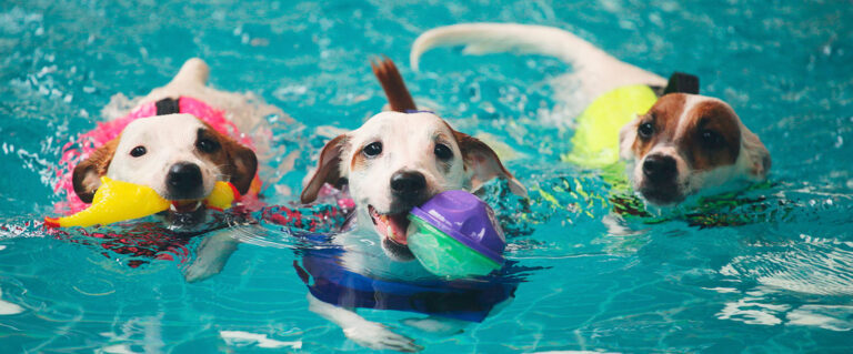 perros en la piscina