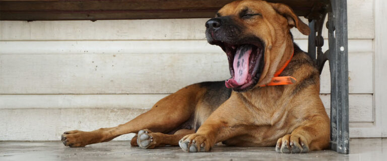 perro bostezando