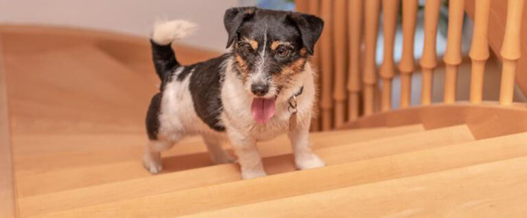 perro pequeño subiendo escaleras