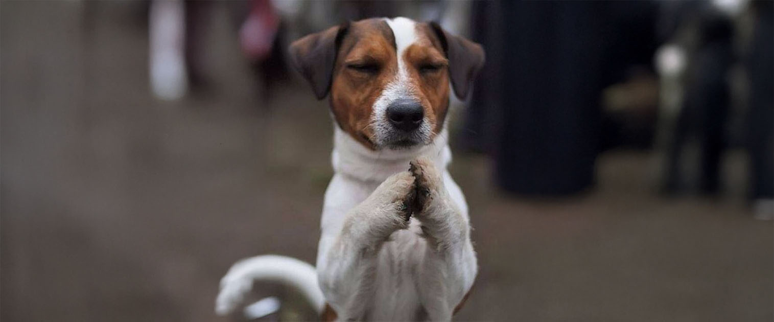 perro con las manitos juntas (orando)
