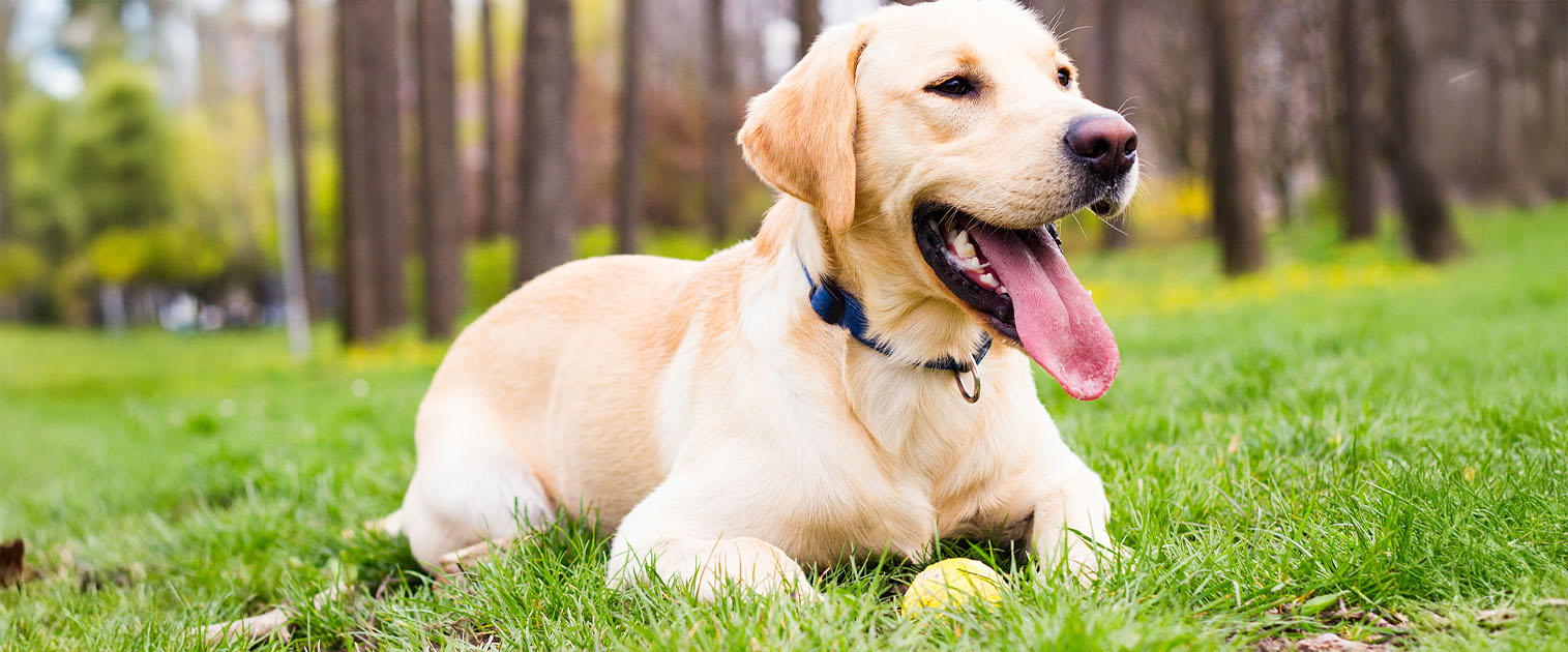 perra, labradora en el pasto sacando la lengua