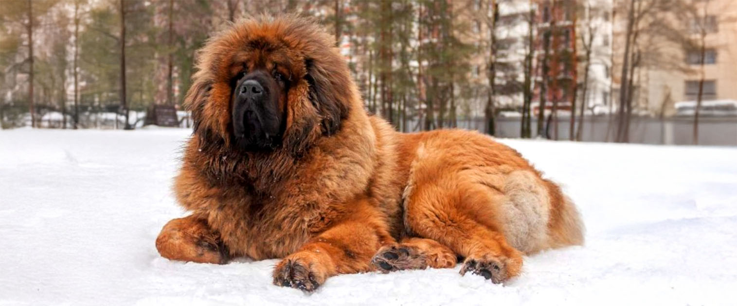 perro grande, en la nieve