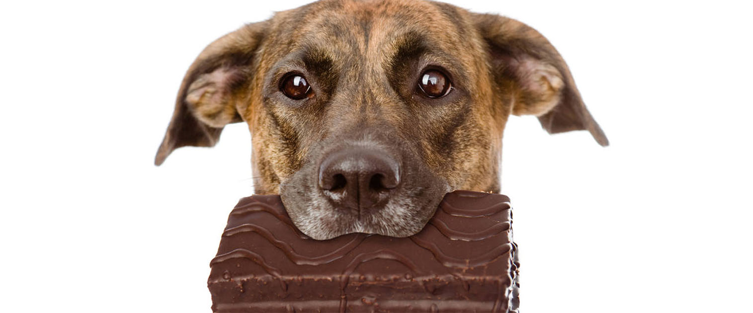perro con una barra de chocolate en la boca