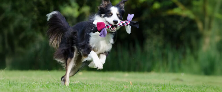 perro jugando en el parque
