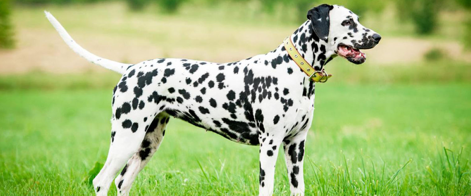 perro manchado blanco con negro, en el parque