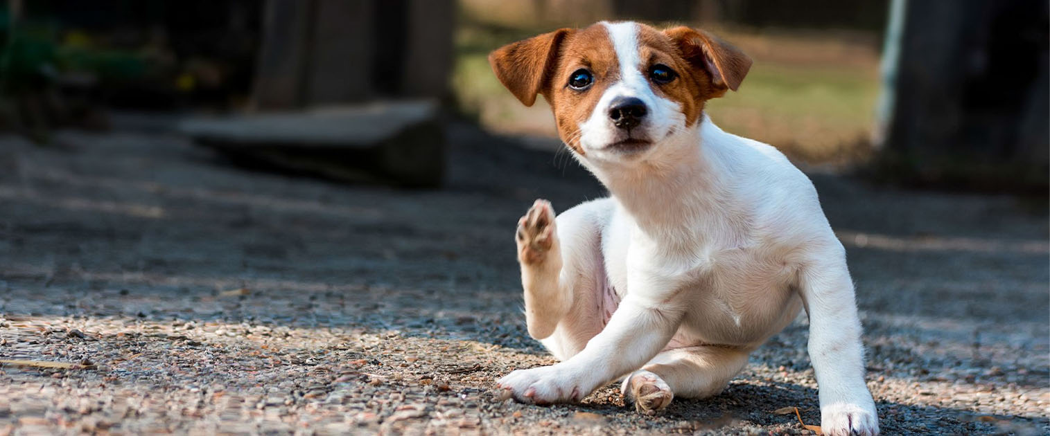 perro cachorro rascándose las orejas