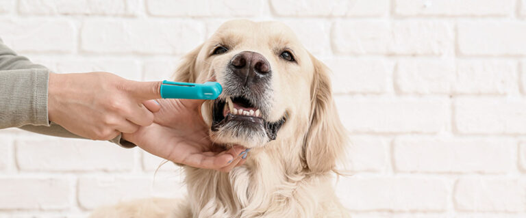 perro cepillándole los dientes
