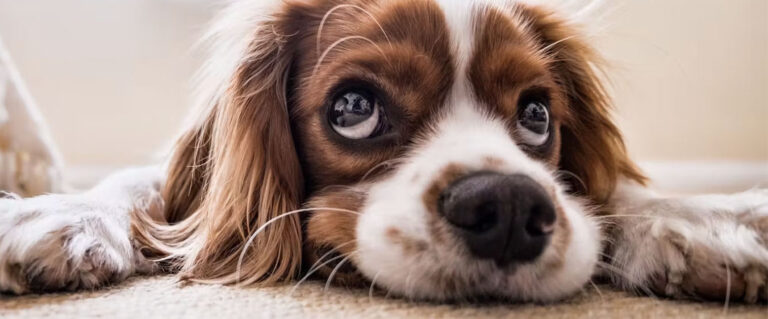 perro triste acostado sin querer levantarse