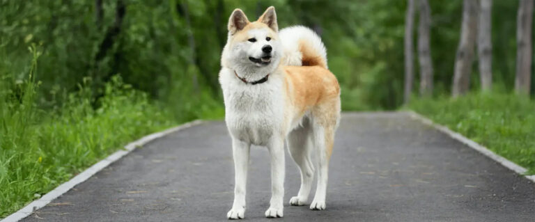 perro grande, blanco con amarillo en medio de la carretera