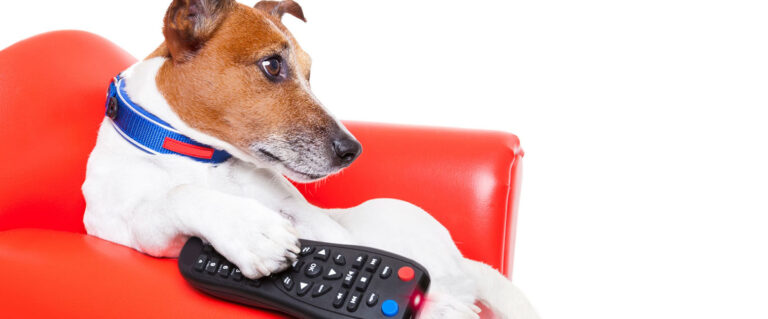 perro con control remoto