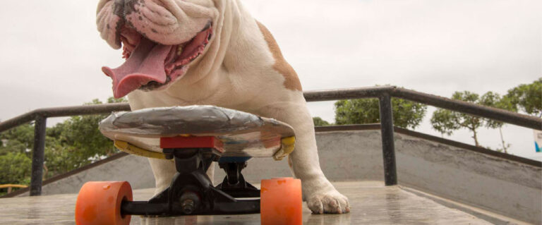 perro subido en una patineta