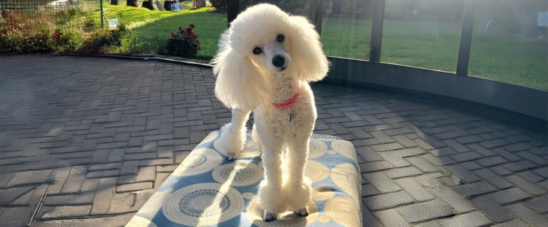 perro, blanco con pelo crespo, sobre una silla asoleadora