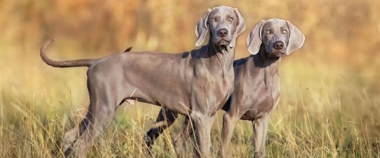dos perros, grises grandes en el pasto amarillo