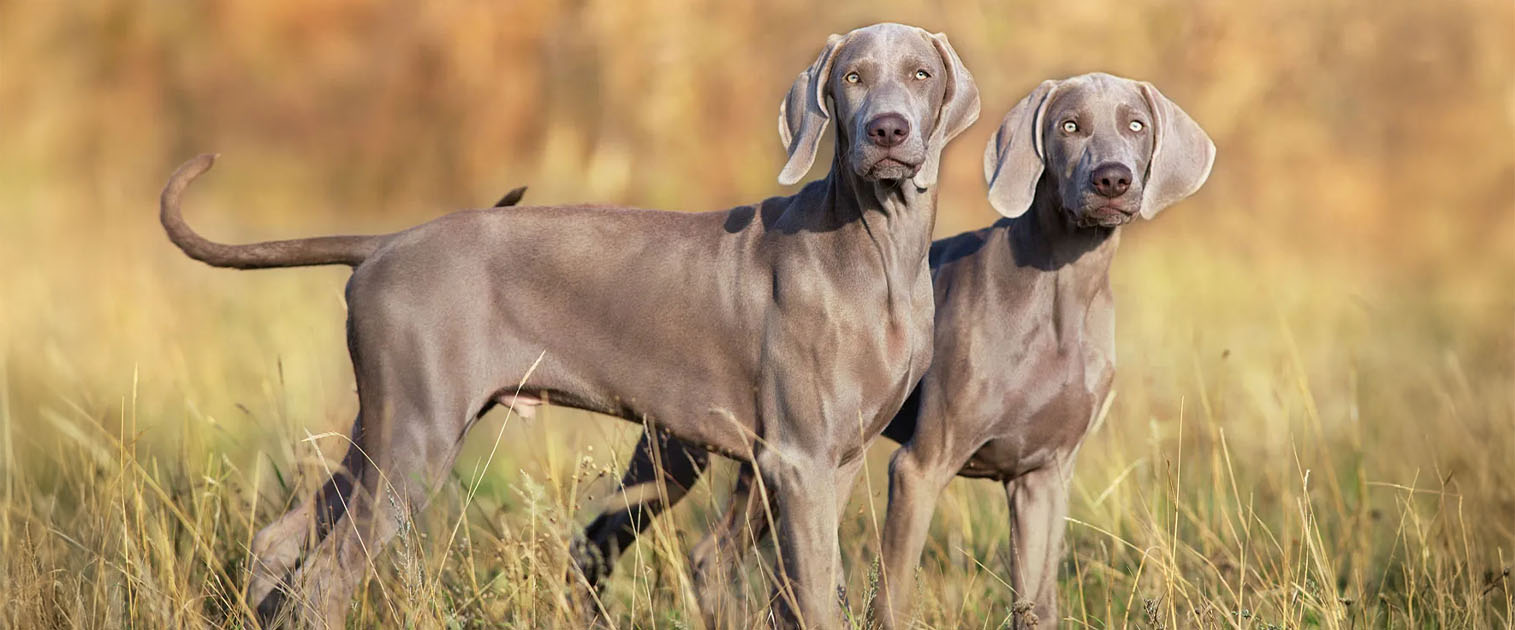 dos perros, grises grandes en el pasto amarillo