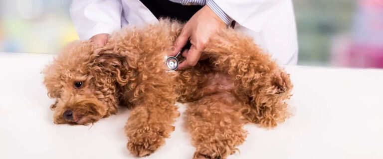 perro café en el veterinario