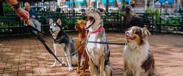 persona sacando a varios perros