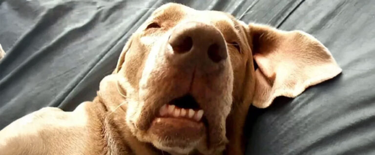 perro durmiendo con la boca abierta mostrando los dientes