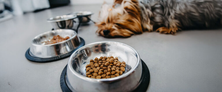 perro sin querer comer, con los platos de comida frente a él