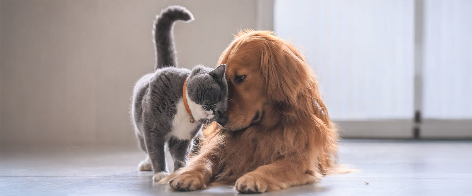 perro golden, topando la cabeza con un gato gris