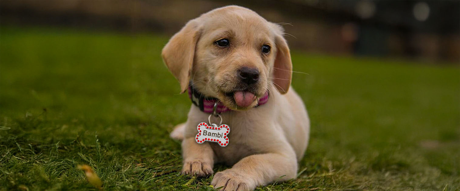 perro cachorro, con un collar con placa