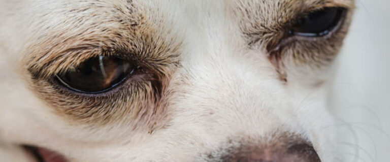 ojos sucios de un perrito pequeño