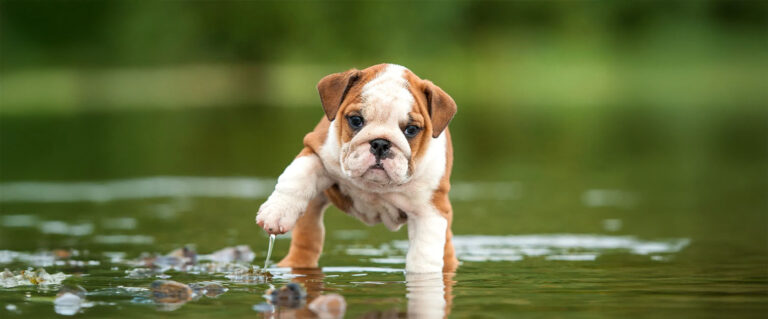 perro cachorro cruzando un charco