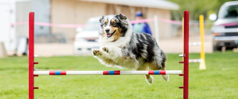 perro cruzando obstáculos