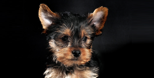 Yorkshire Terrier