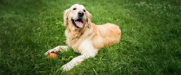 perro golden feliz junto a una pelota en el pasto