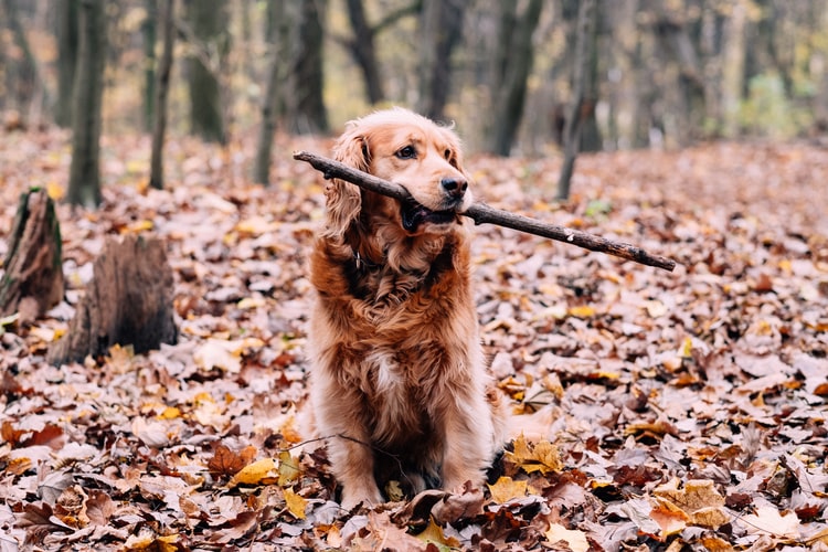 Golden Retriever