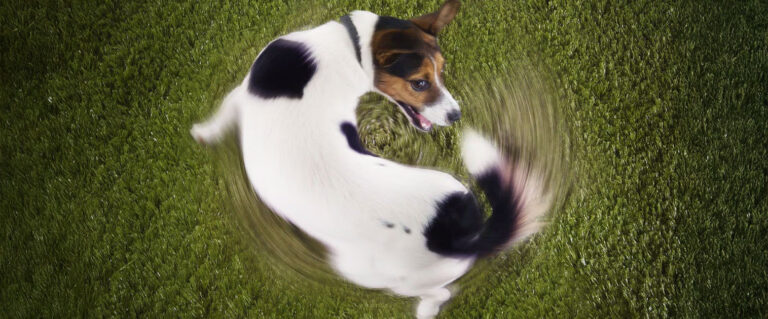 perro corriendo tras su cola en circulos
