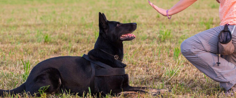 perro haciendo caso, de quedarse quieto a la seña de su dueño