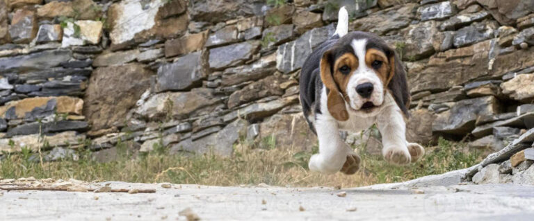 perro corriendo a casa