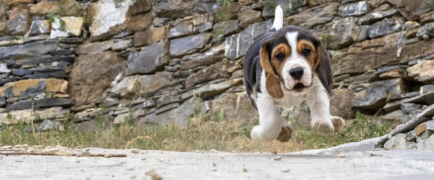 perro corriendo a casa