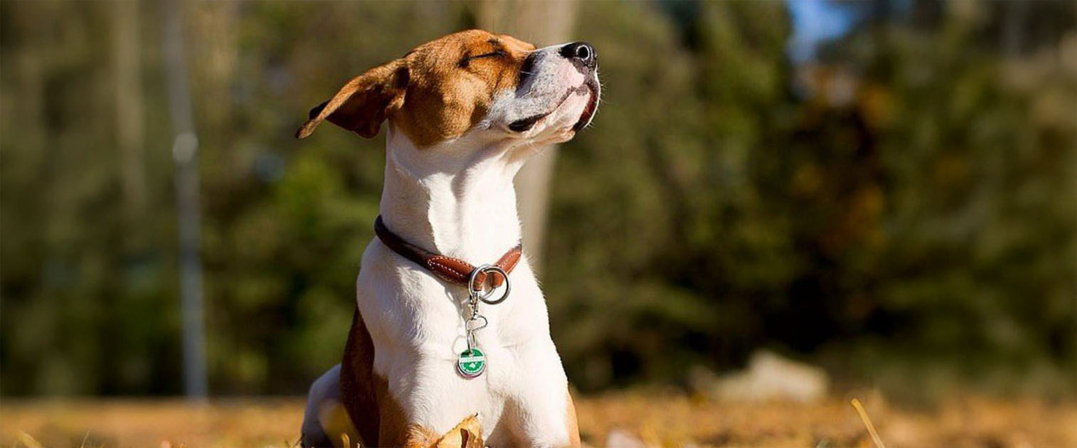 perro feliz tomando el sol