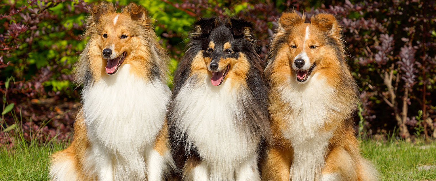 tres perros pastor collie, en el patio de la casa