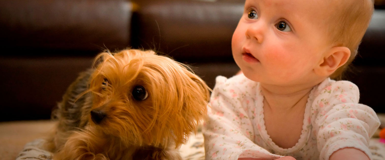 perro cachorro con bebe