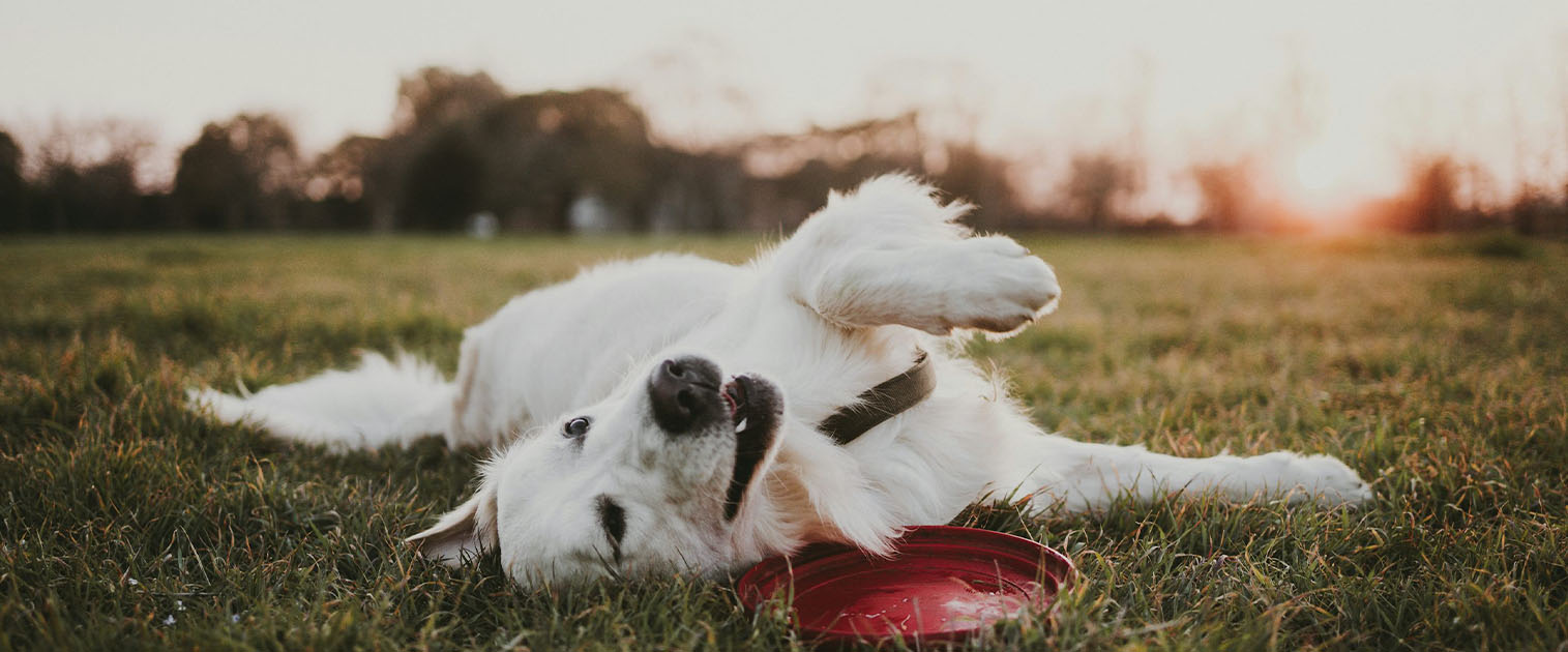 perro dando vueltas en el pasto