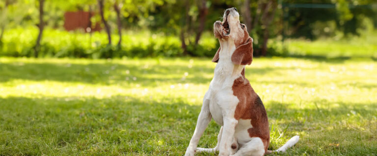 perro ladrando en el parque