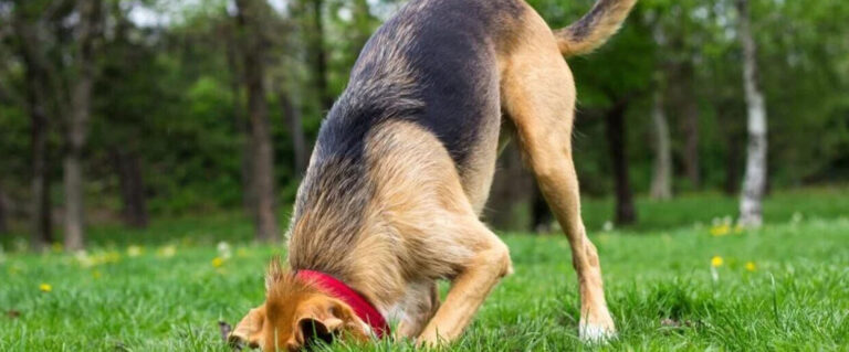 perro buscando en un hueco del parque