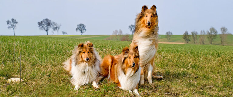tres perros pastor collie en un potrero grande